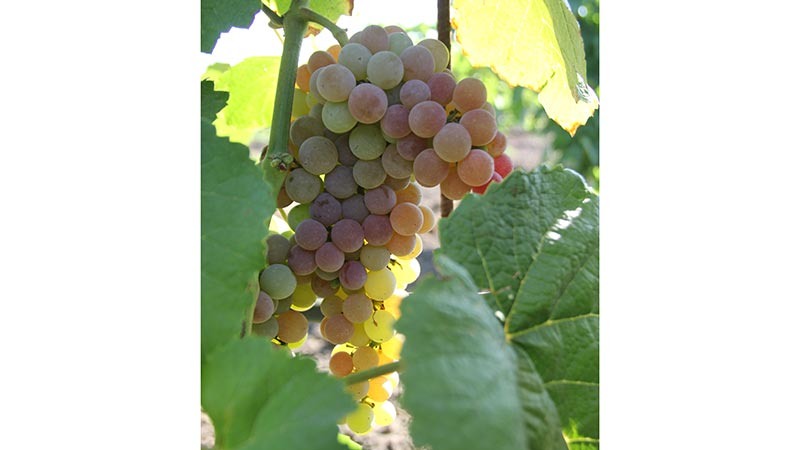    Урожай винограда зависит от солнца, влаги и заботы профессионалов