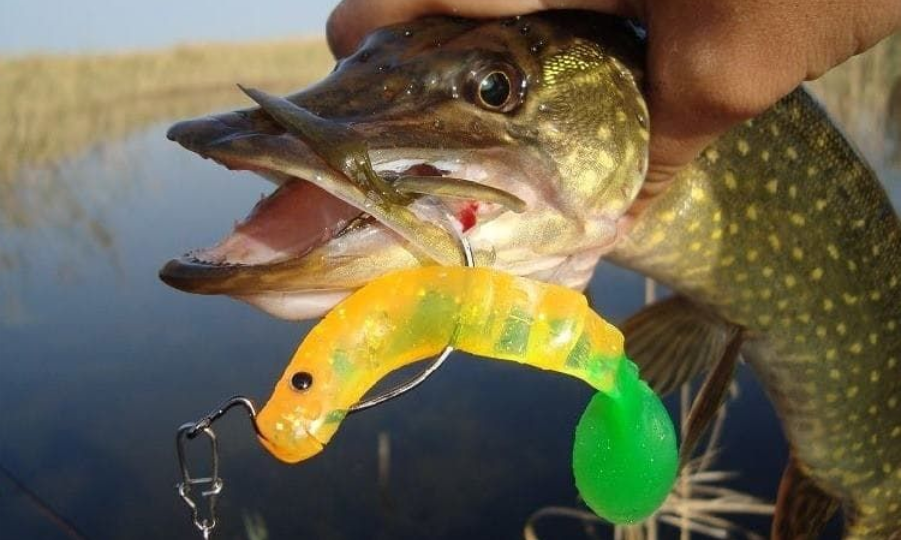 Весенний жор щуки: лучшее время, приманки и места ловли до нереста