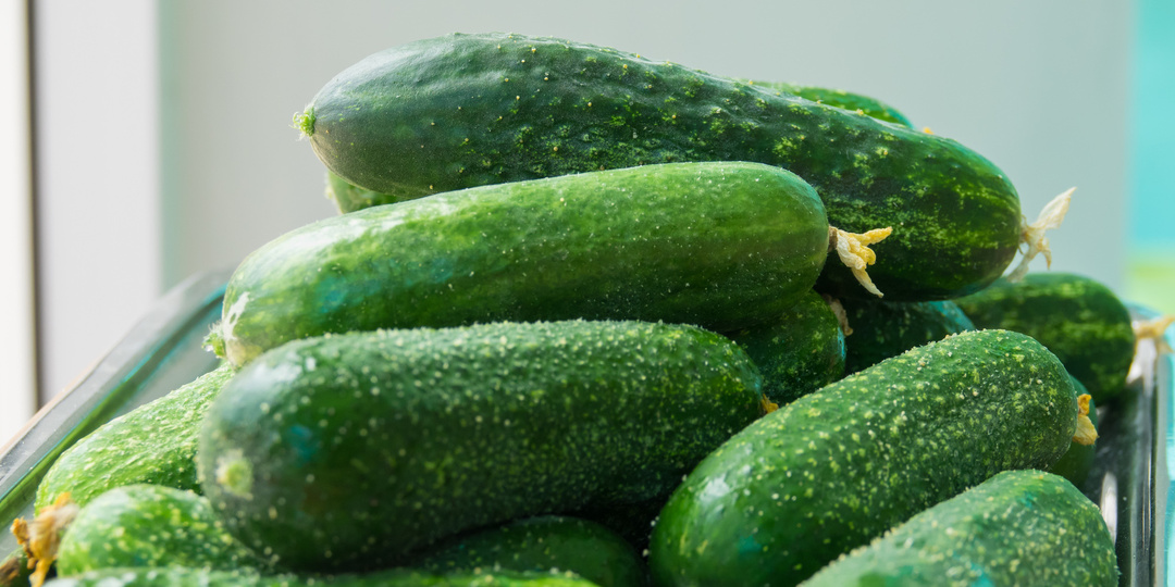 Лучшие огурцы для засолки и консервации: обзор 5 проверенных сортов