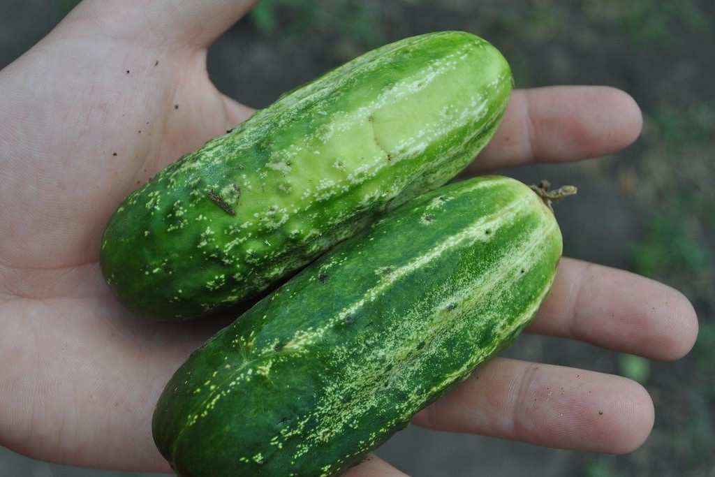 Огурец Засолочный – надежный выбор для опытных хозяек