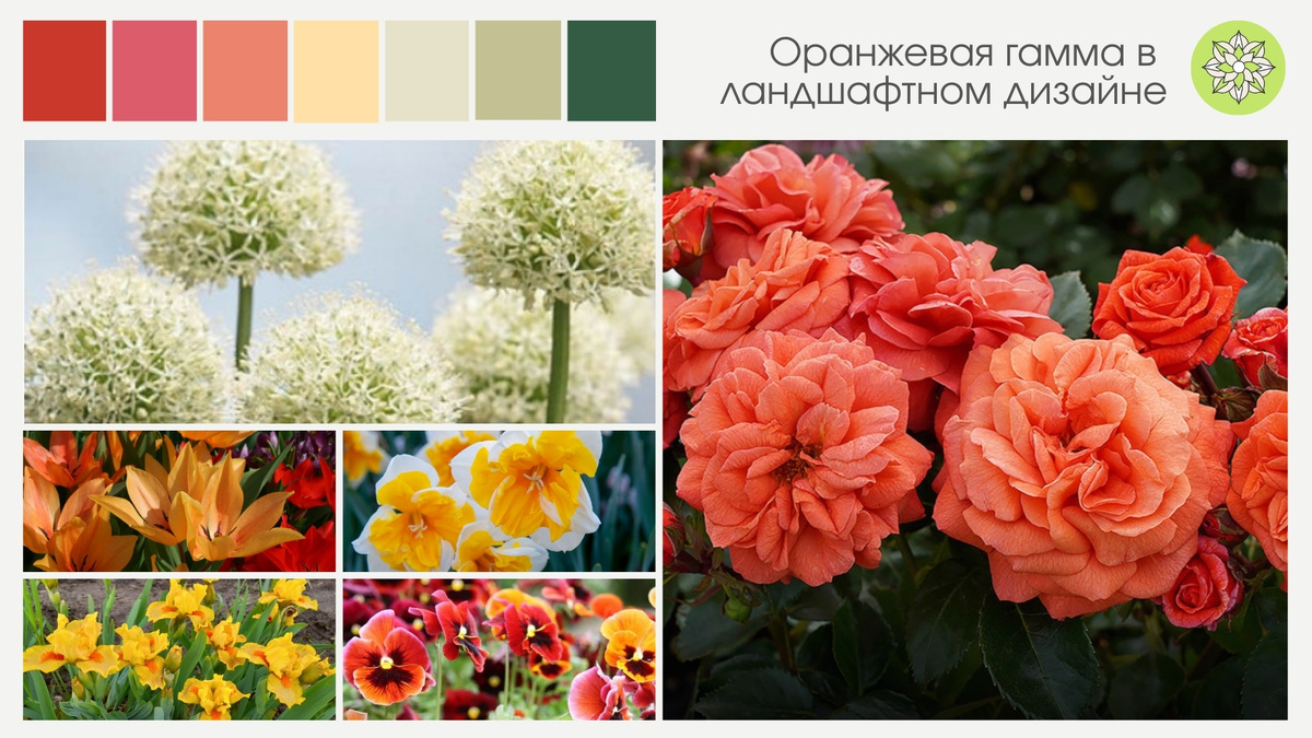 Оранжевая гамма в саду хорошо сочетается с некоторыми другими цветами, например:
- Синий. И бледные, и яркие оттенки оранжевого выигрышно смотрятся в сочетании с синим.
- Лимонно-зелёный. Соседство оранжевого с лимонно-зелёным выявляет в обоих цветах жёлтые оттенки.
- Фиолетовый. Утончённую колористическую композицию составляют оранжевый и фиолетовый.
- Белый. Дуэт белого и оранжевого создаёт ощущение свежести.
- Кремовый и бронзовый. Эти цвета «ослабляют» яркость оранжевого.