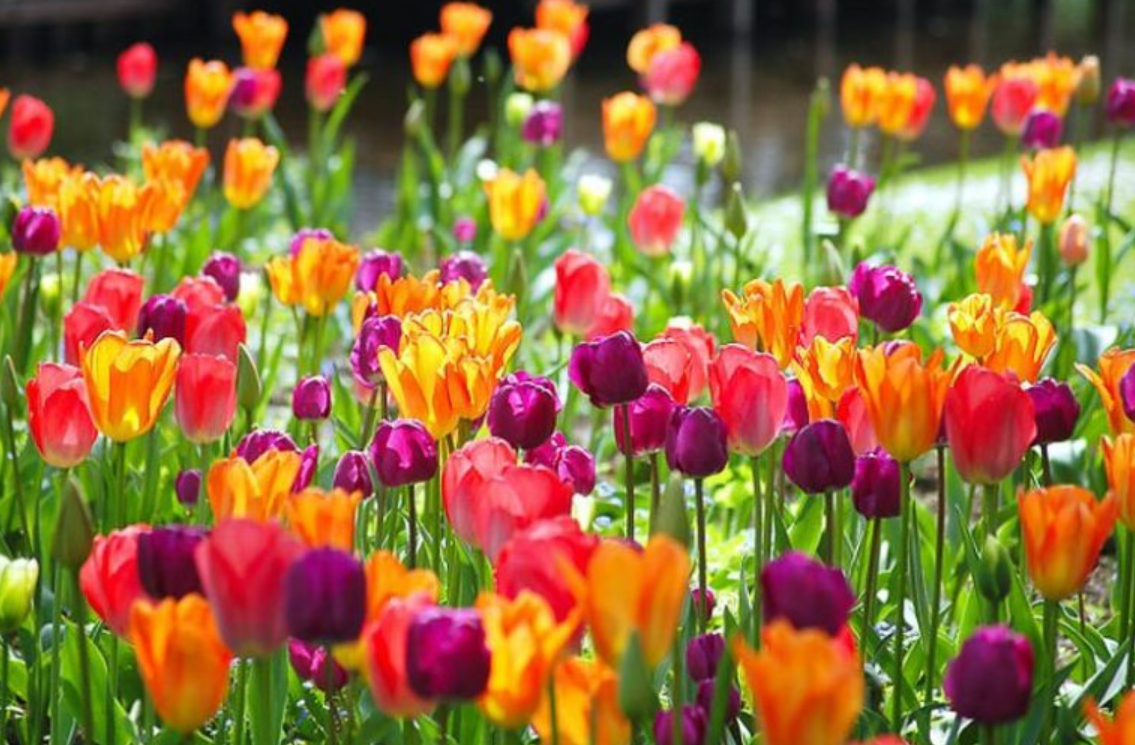 Оранжевый цвет хорошо сочетается с жёлтым, красным, терракотовым — цветами тёплой гаммы. Также оранжевый можно подчеркнуть добавлением контрастных ему фиолетовых и сиреневых цветов.