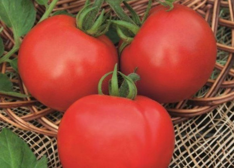Томаты, которые растут сами: обзор 5 сортов для тех, у кого нет времени