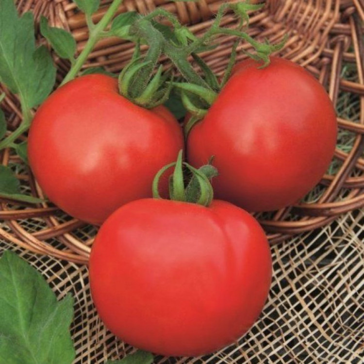 Томат Капитан – прочный томат для начинающих