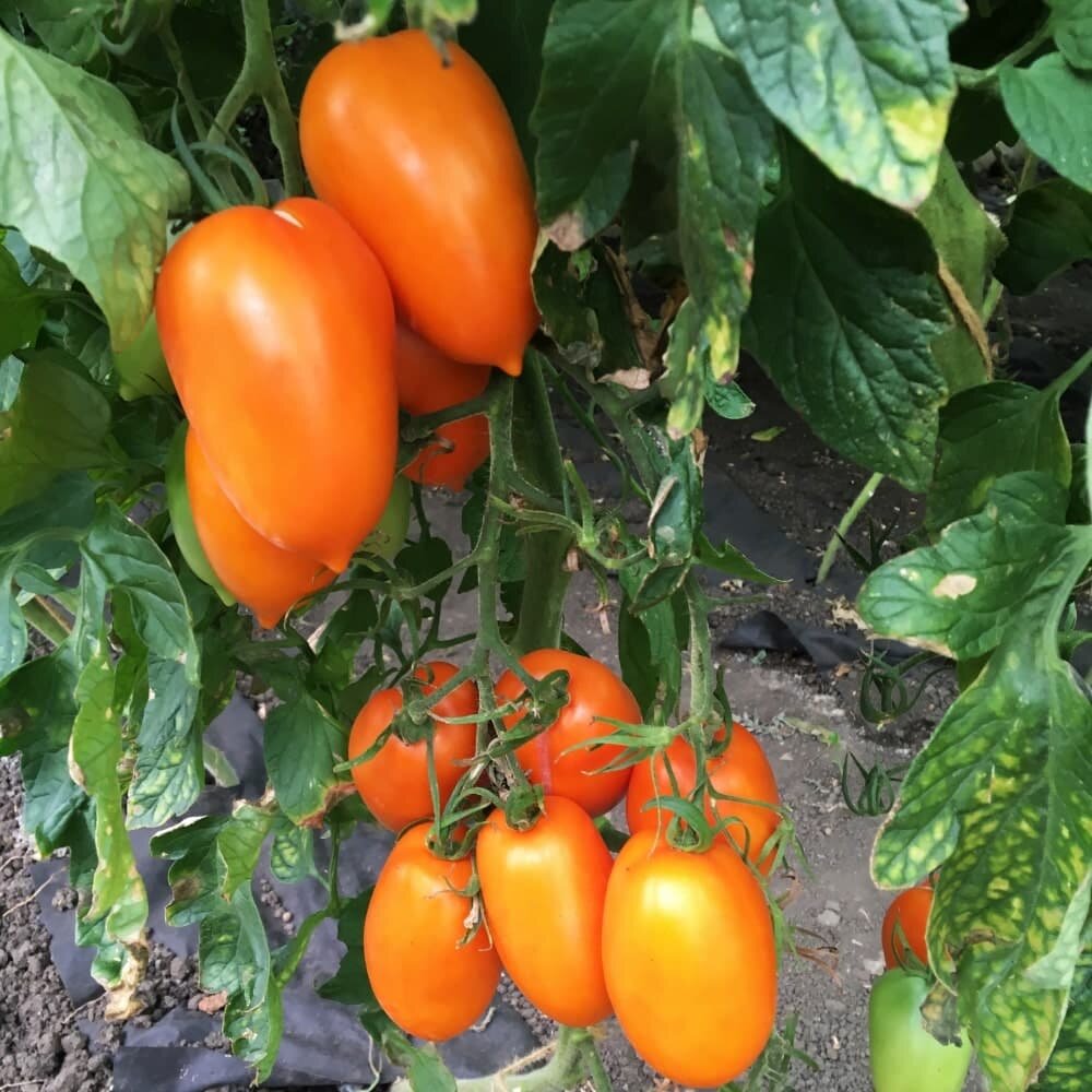 Томат Каротинка – томат, который прощает ошибки