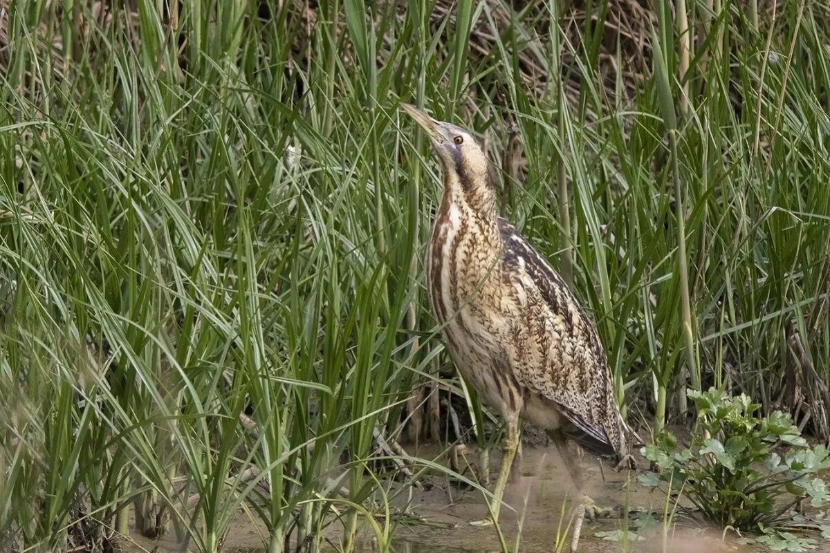 Большая выпь, фото с сайта: https://animals.pibig.info/46041-bolotnye-pticy-leningradskoj-oblasti.html
