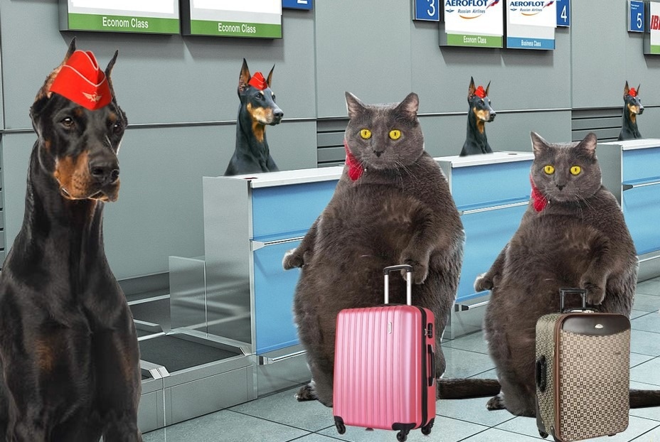   Летим с питомцем! Разбираем авиакомпании, цены и реальные ограничения по весу. Источник изображения: news-geeks.ru