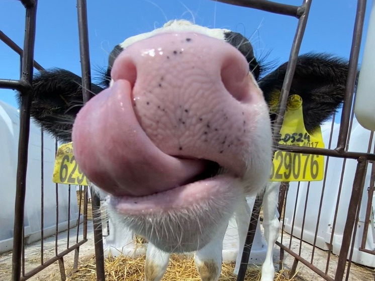     Фото: "МК в Калуге"