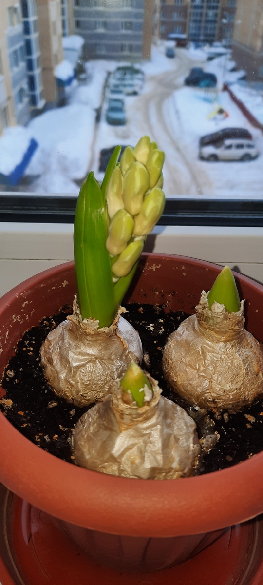 Первый гиацинт выстрелил