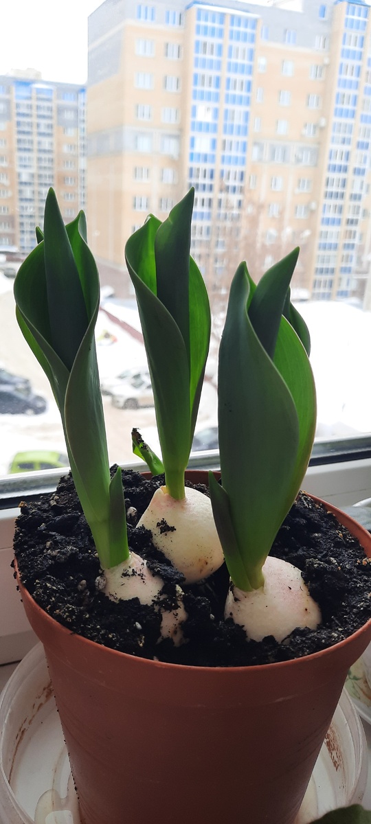 Тюльпаны такие на сегодня