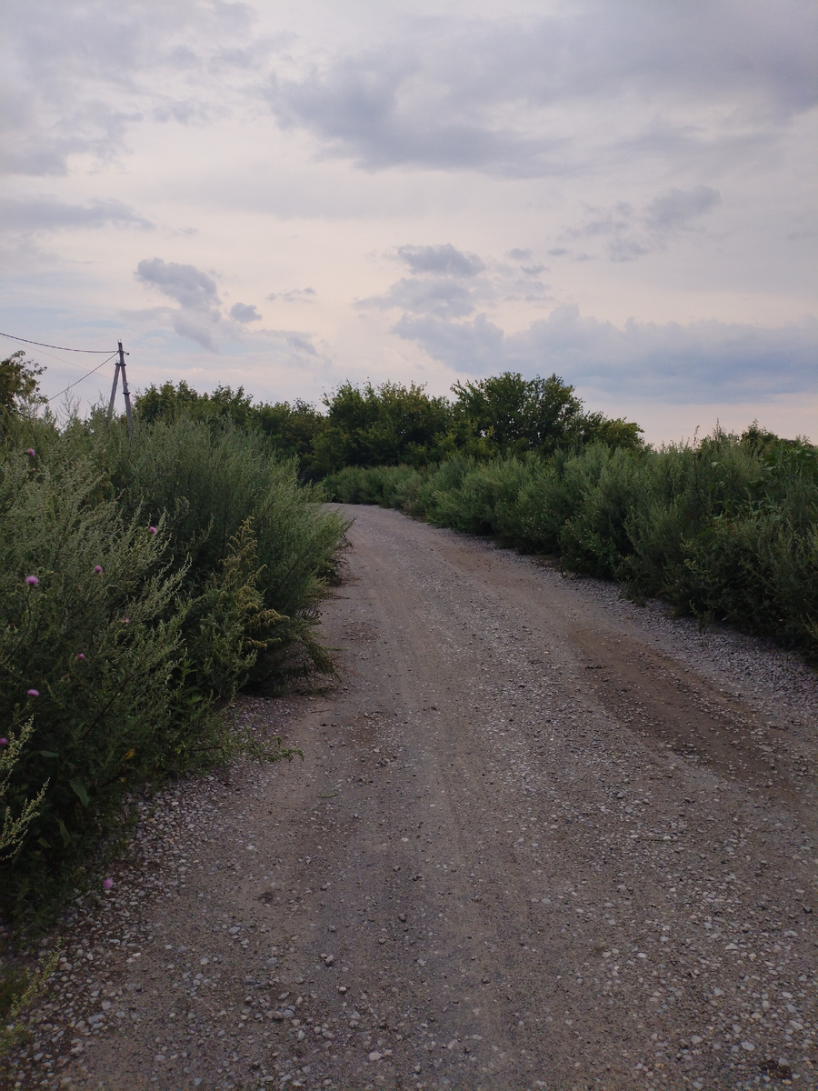 Сельская дорога летом, окашивали в 2025г только один раз, трава достигала роста человека