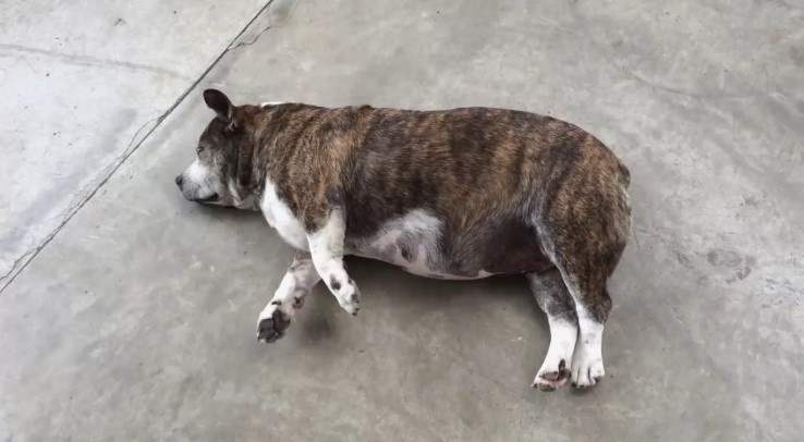 Когда не дошел до пъедестала, переев конфет