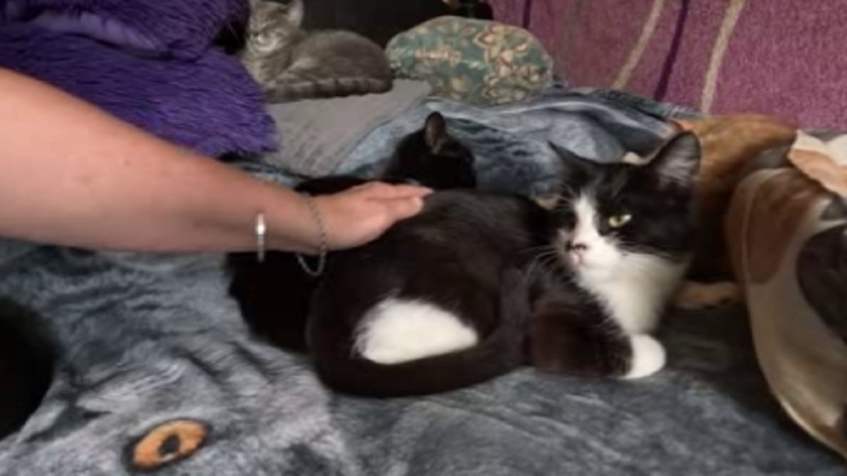    Куряне могут отпраздновать день кошек