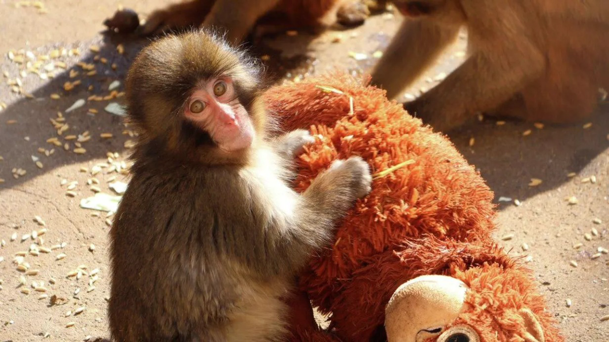    Фото: Пресс-служба зоопарка Итикавы