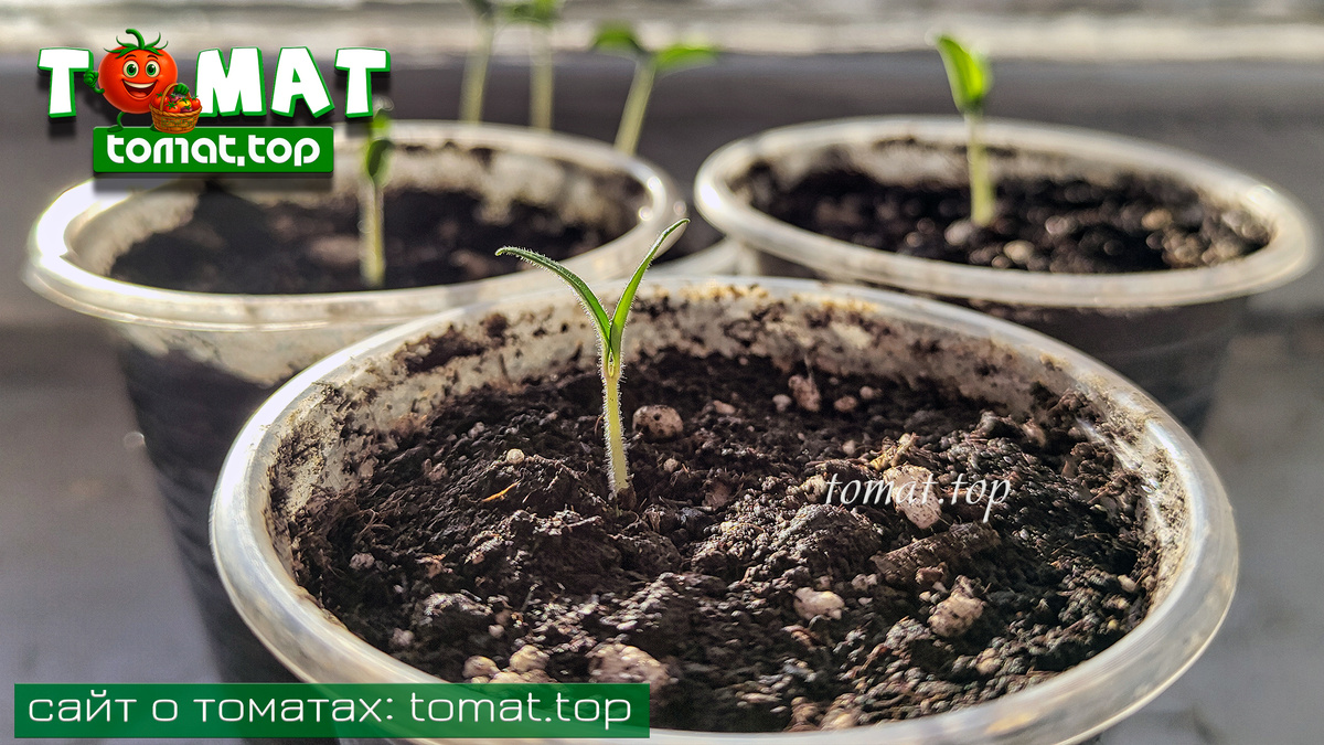 Вот и весна! «Dwarf Fat Frog» («Жирная лягушка»)