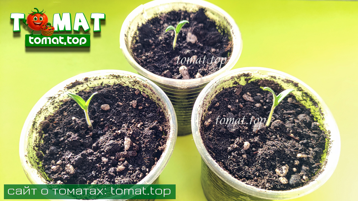 «Dwarf Fat Frog» («Жирная лягушка»)