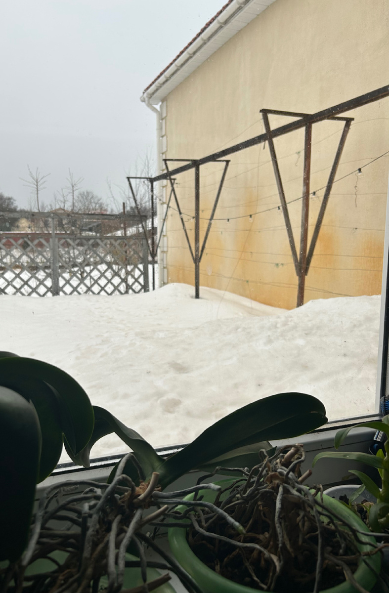 Виноград- простенок зимует под снегом. 28 февраля 3026 года.  Фото автора