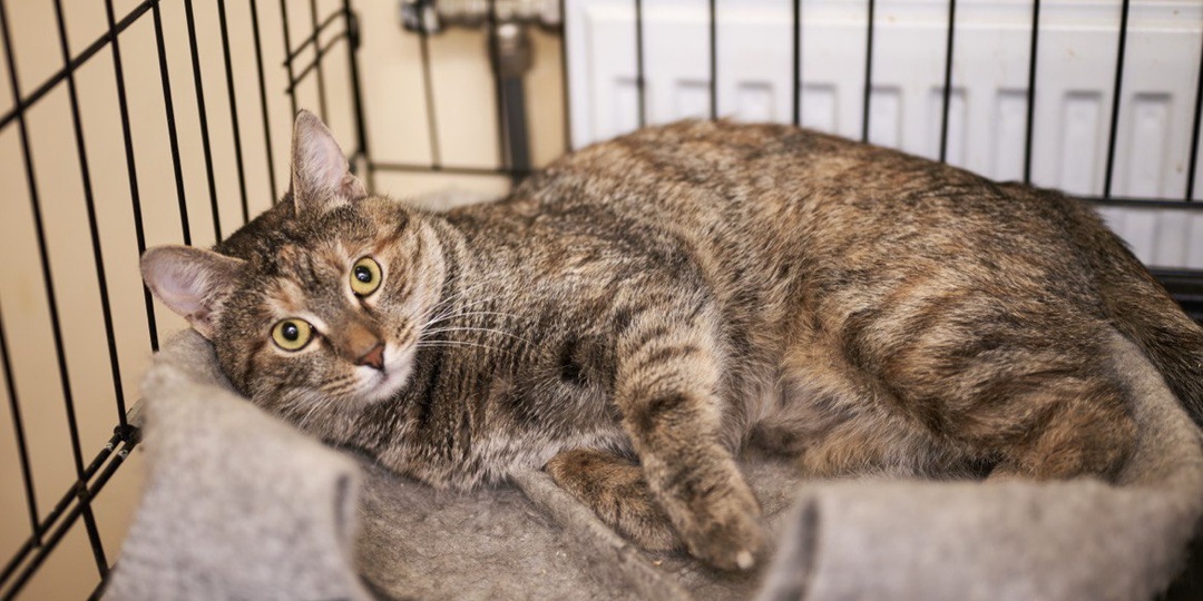 Нежная ласковая девочка тоскует в клетке. Ей очень нужен человек!