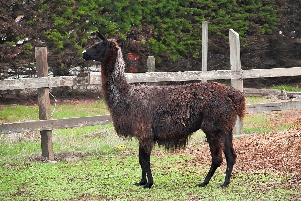 Фото с сайта: https://commons.wikimedia.org/wiki/File:Black_Llama.jpg