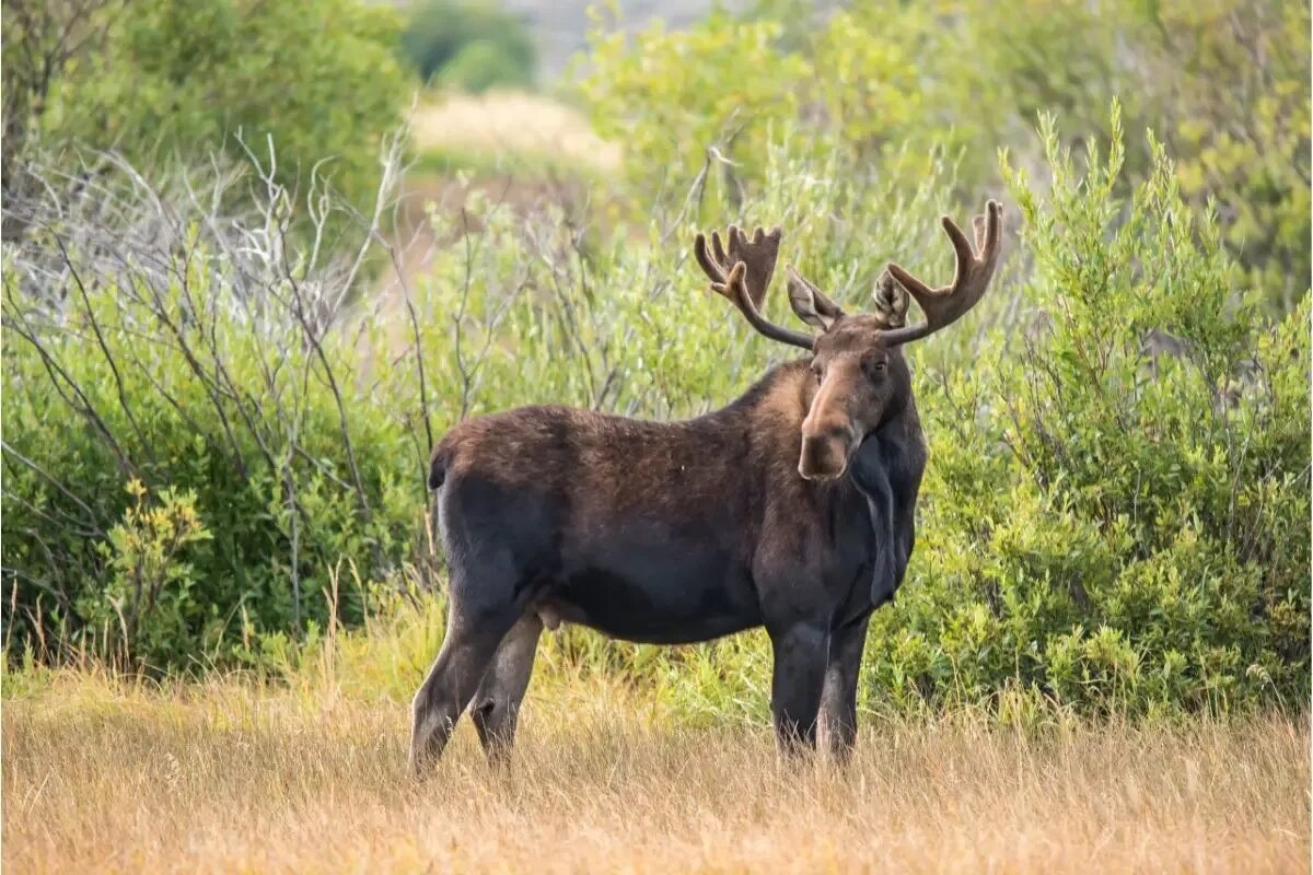 Фото с сайта: https://mungfali.com/explore.php?q=Moose%20Totem%20Meaning