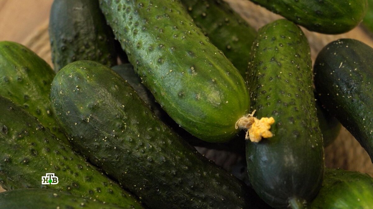    «Все очень дорого»: доктор наук назвал причину роста цен на огурцы в России