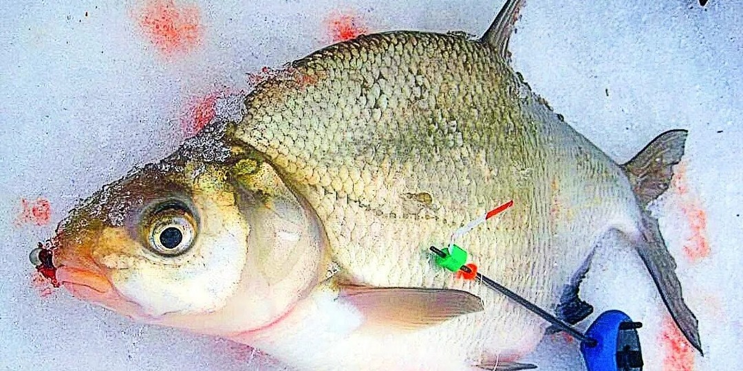 Ловля зимнего леща на деликатную поплавочную оснастку