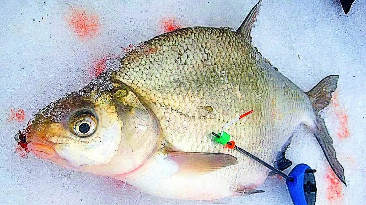 Ловля зимнего леща