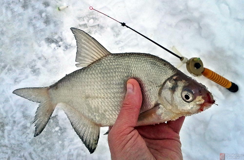 Стратегия ловли леща зимой