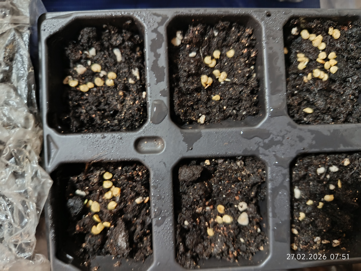 Тут и семена перца и камушки перлита. Не поймёшь сразу где кто