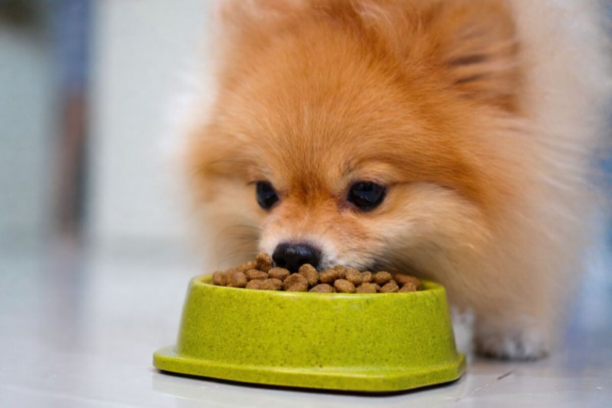 Собака ест сухой корм 