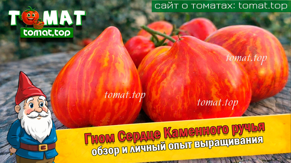 Томат Dwarf Stony Brook Heart