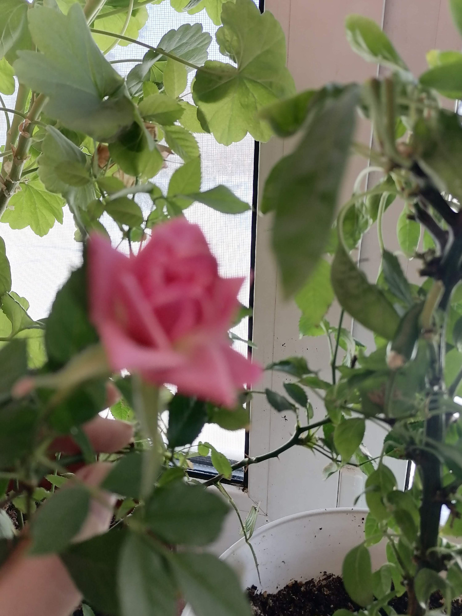 роза Кордана