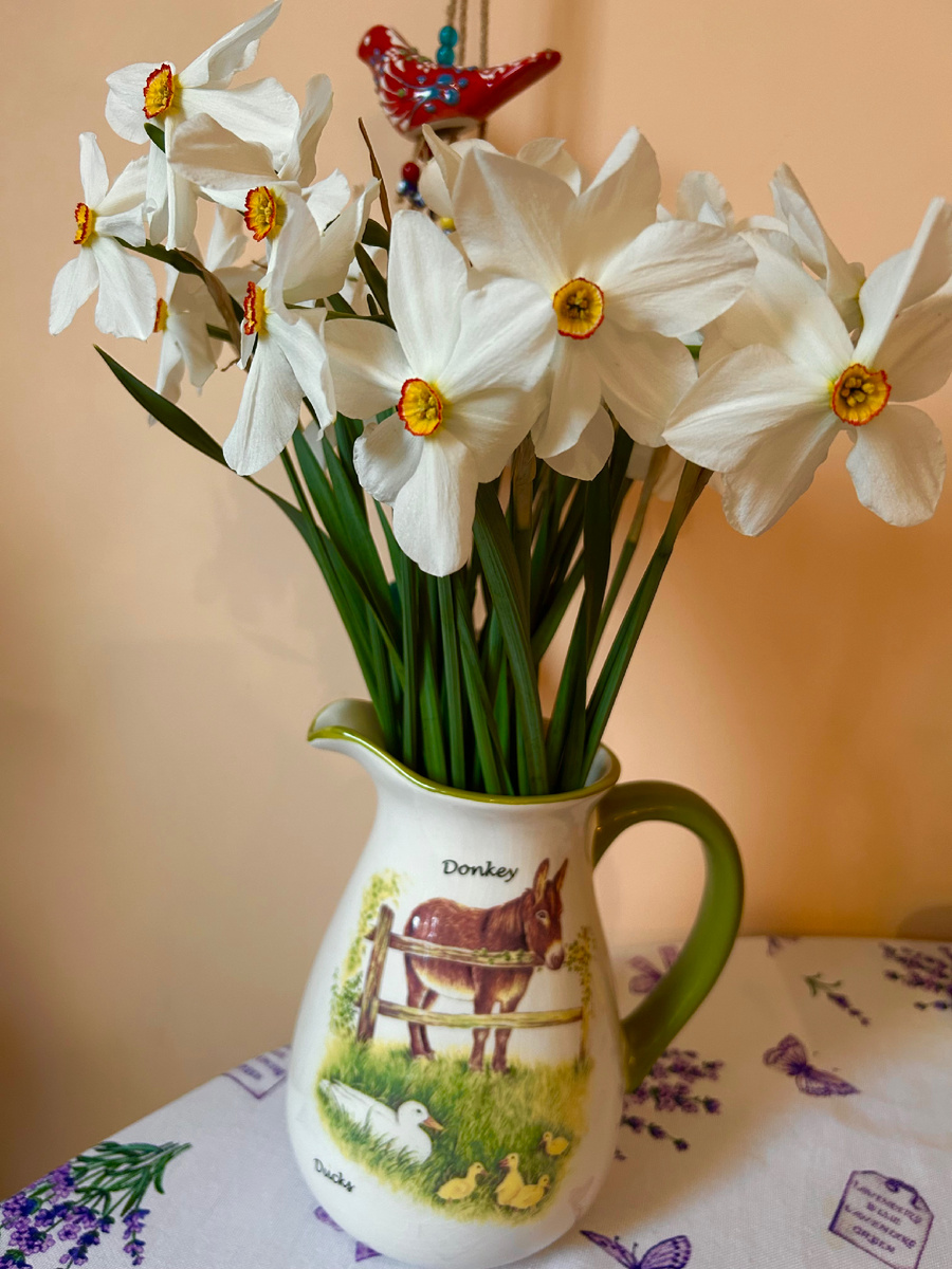 Поэтические нарциссы. Фото Мой второй сад