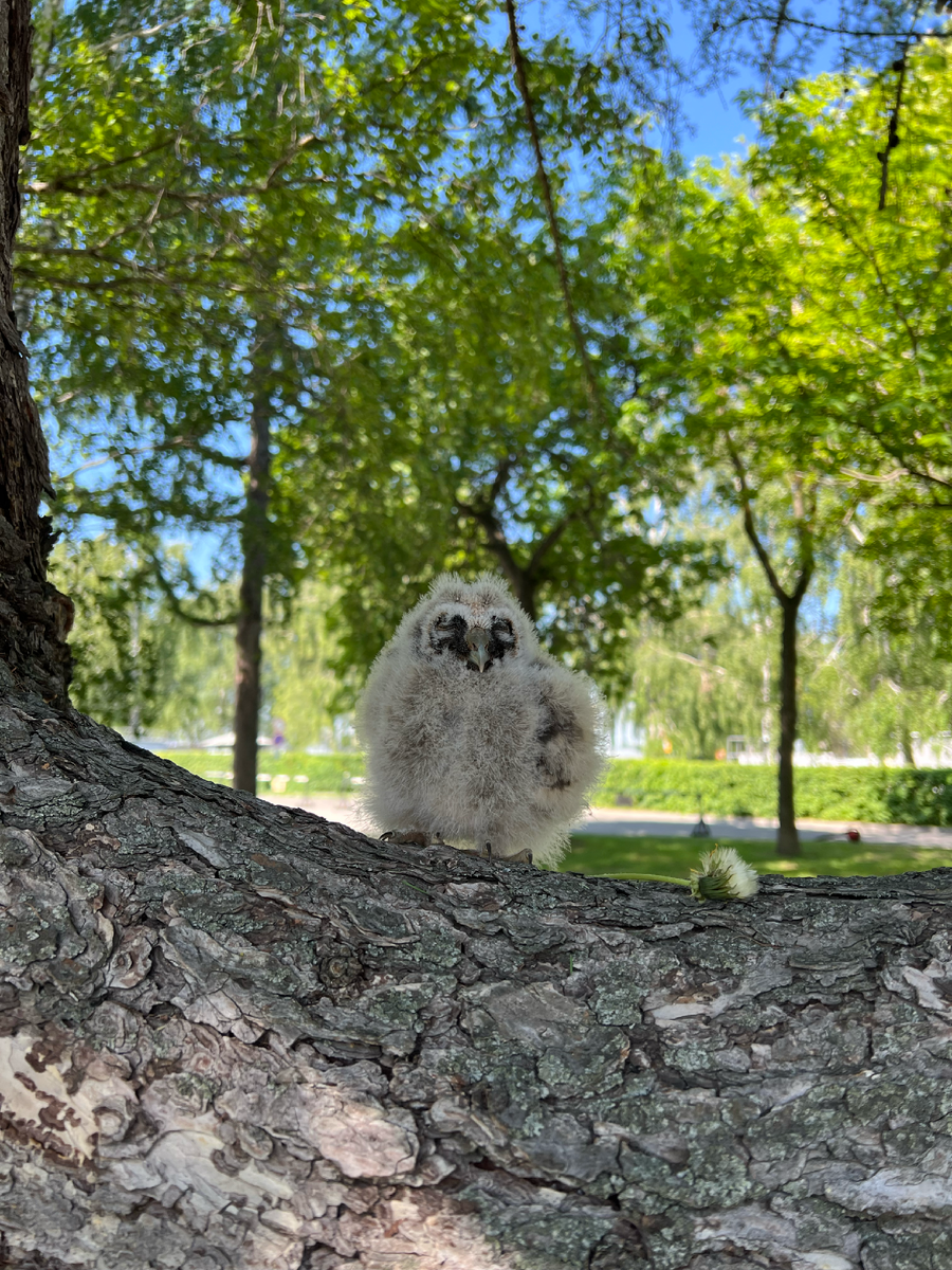 Вот он, совенок. Буду дальше в статье показывать фото своих птичек)