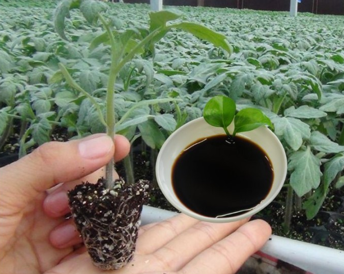 Аминокислотные удобрения: зачем они нужны, что дают урожаю и какие лучше.