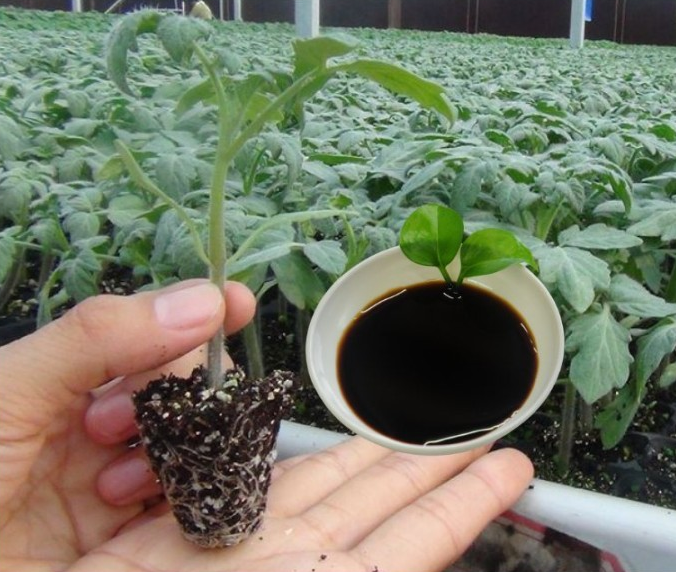 Современное хозяйство сложно представить без использования аминокислот.