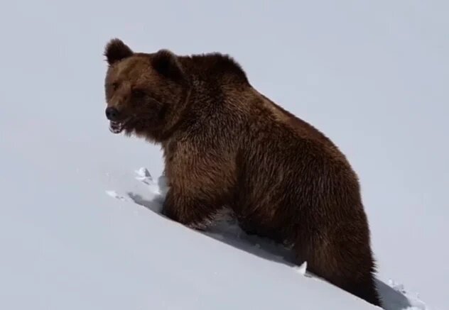    Скриншот видео: Юрий Дорош (СГО) / t.me/sochigeograf