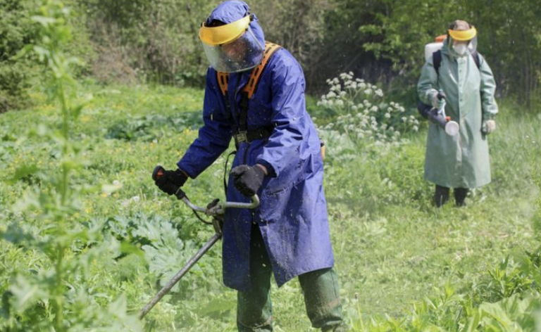 Что меняется для дачников в 2026: сорняки, штрафы и “участок в порядке” — как подготовиться без паники.