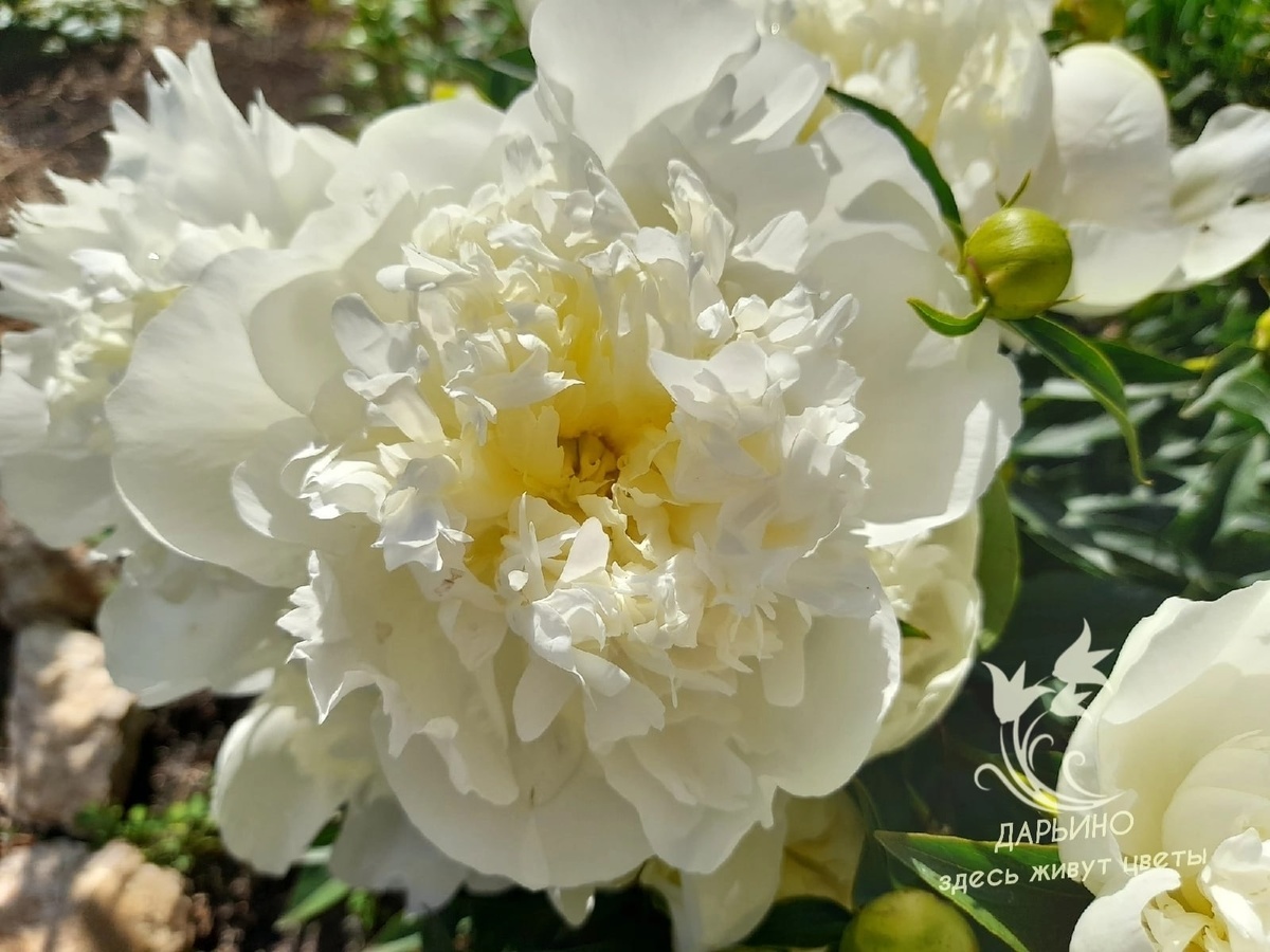 Пион 'Duchess de nemour'