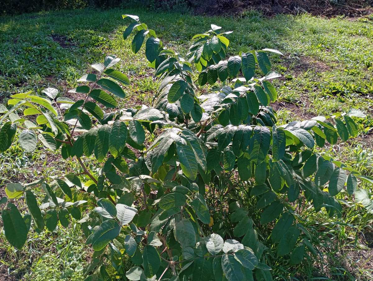 Орех Маньчжурский, фото автора.