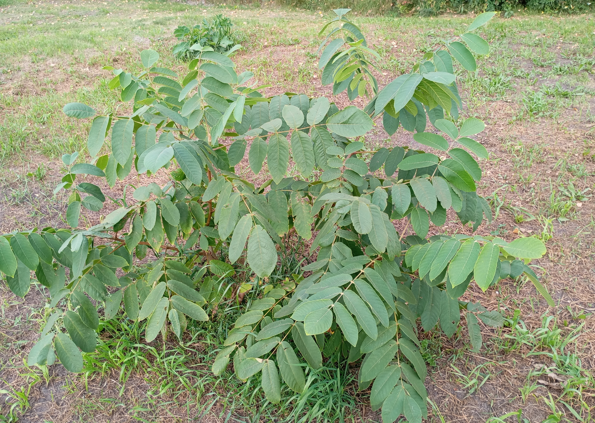 Маньчжурский орех, фото автора.