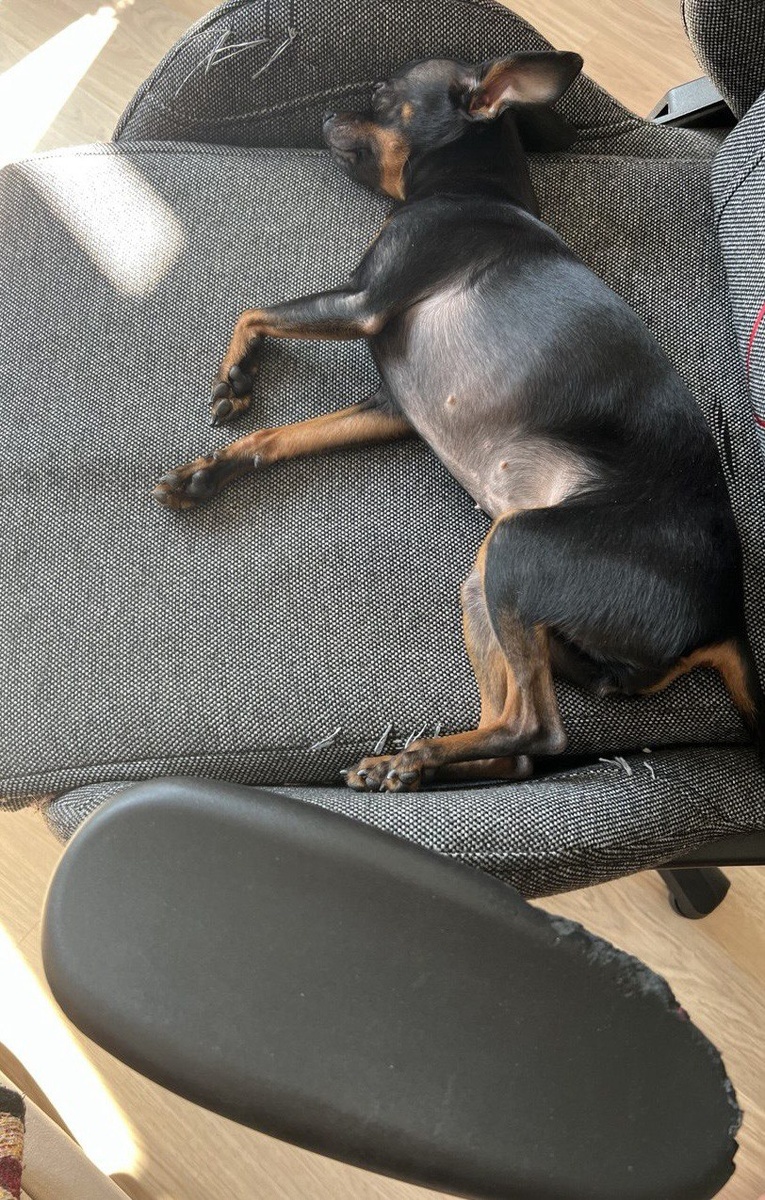 Боня принимала на старом рабочем стуле солнечные ванны, так как оно стояло около окна. Моё старое рабочее кресло, пострадавшее из-за её переходного возраста. Фото из личного архива автора.