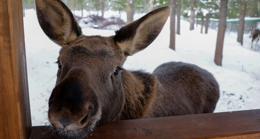    Фото: Печоро-Илычский заповедник