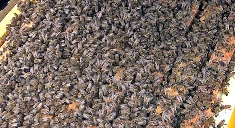 Чем нужно кормить пчёл, если в феврале матка зачервит