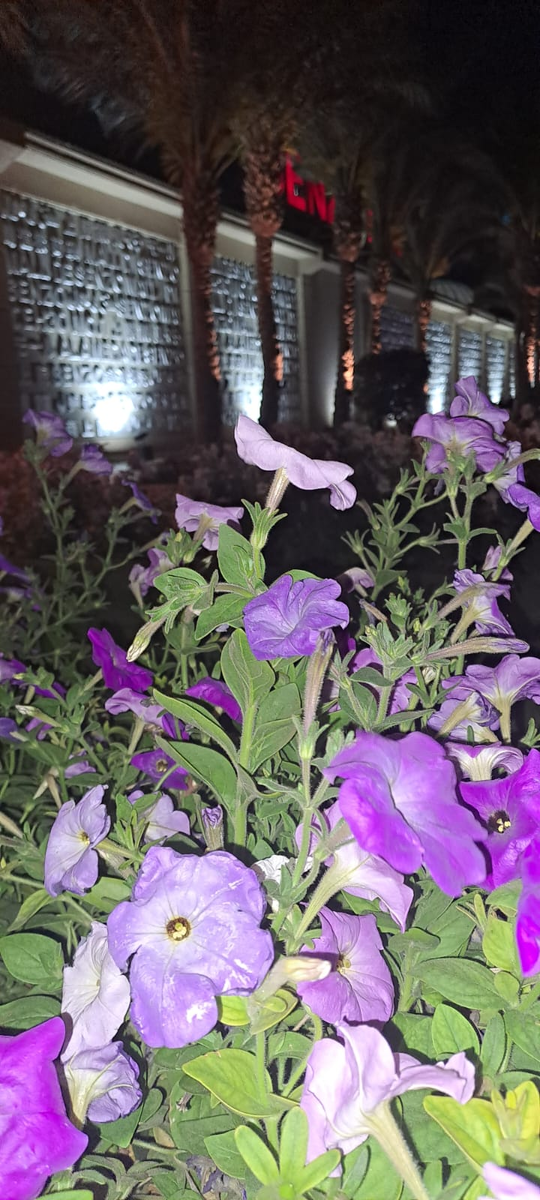 Фото из моего архива за прошлый год, так как сейчас у мены нет новых фото из Хургады. 