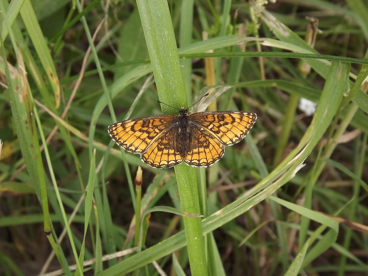 Шашечница Аталия, Колпино 27.06.25