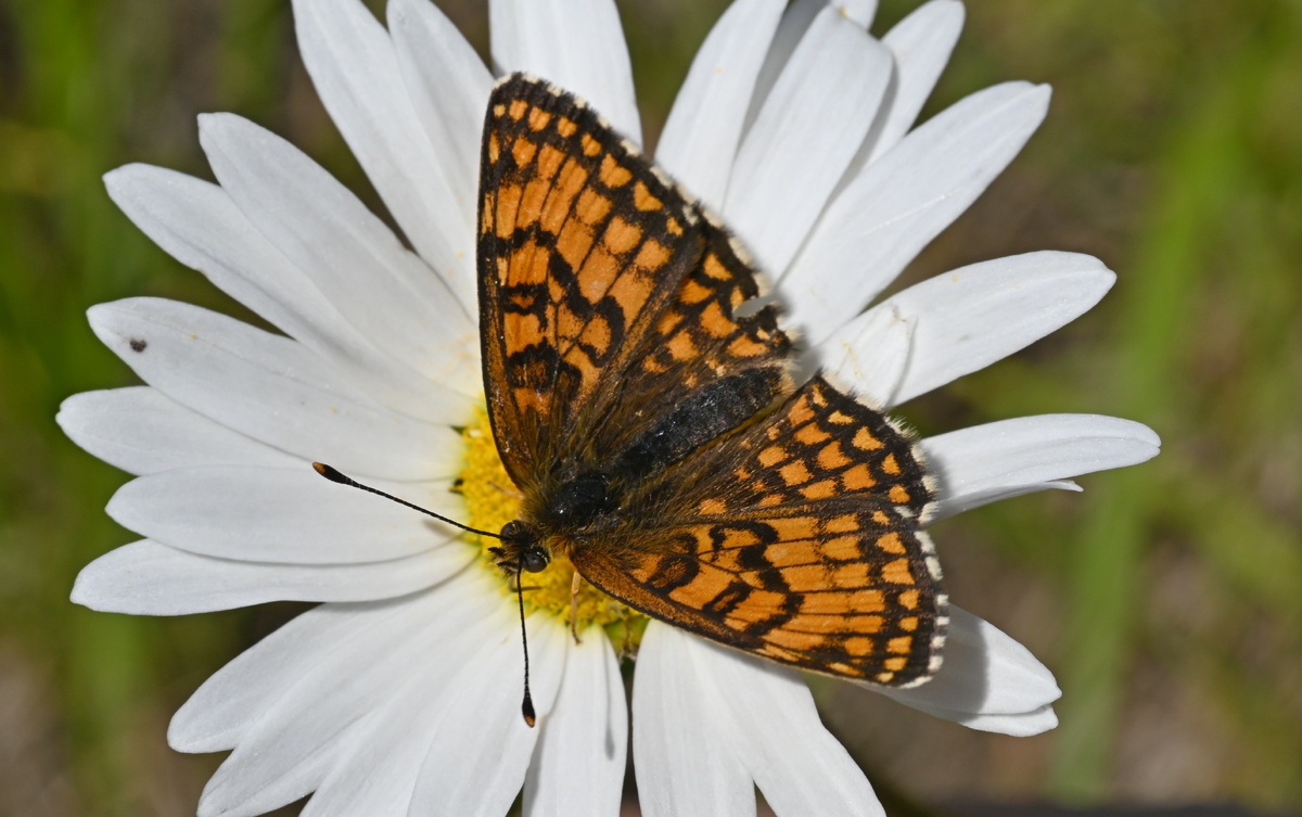 Каннельярви, 01.07.25 самец