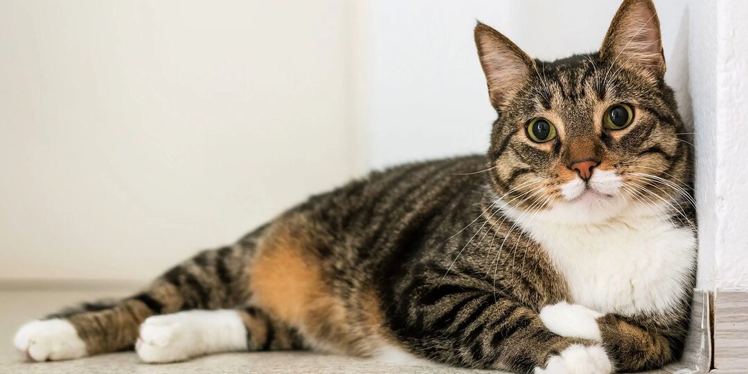 Эпилепсия у кошек: современные взгляды, причины и эффективная помощь питомцу