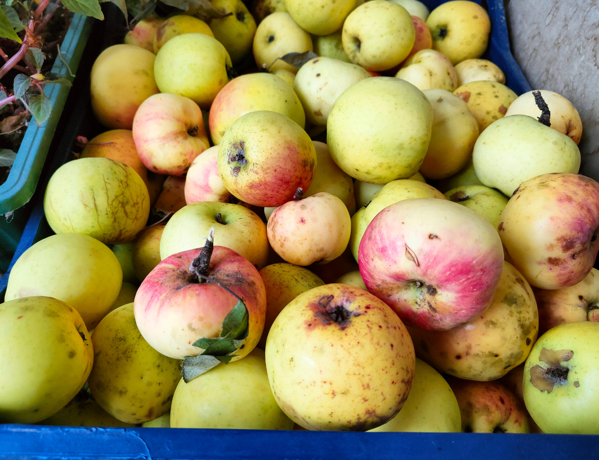 На фото урожай из своего сада 2025 г. Яблочки не идеальные на вид, зато самые ароматные, сочные и вкусные 🤤