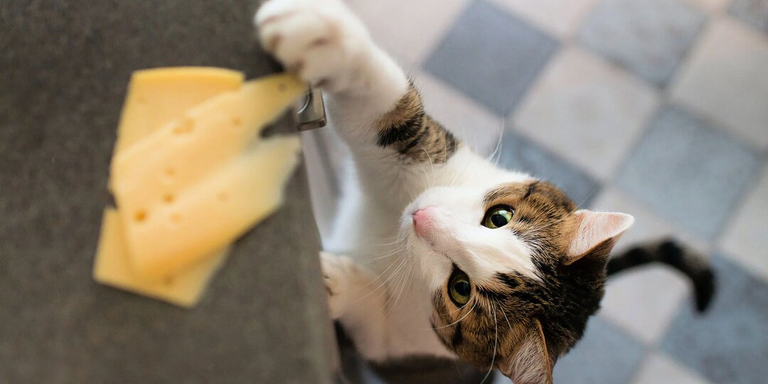 Сыр для кошки: лакомство или опасность?